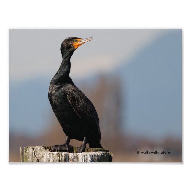 Profile of a Double-Crested Cormorant Photo Print (Front)