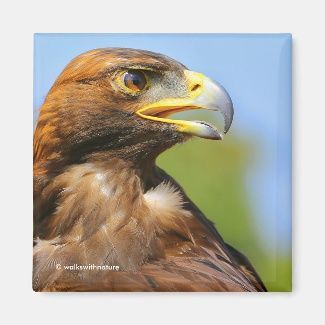 Profile of a Golden Eagle in the Summer Sun Magnet (Front)