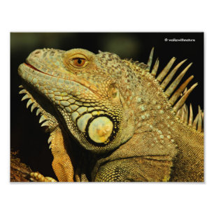 Profile of a Green Iguana Photo Print