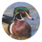 Profile of a Handsome Wood Duck on the Water