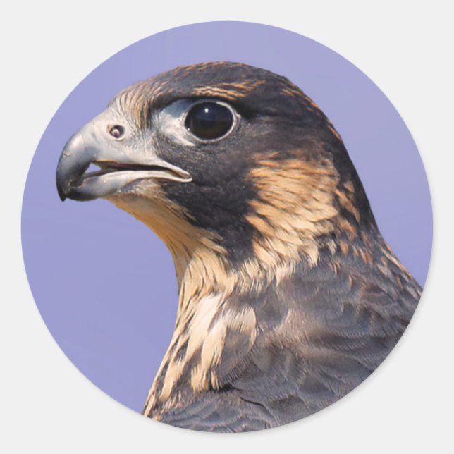 Profile of a Juvenile Peregrine Falcon Classic Round Sticker (Front)