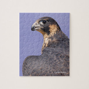 Profile of a Juvenile Peregrine Falcon Jigsaw Puzzle