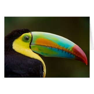Profile of a Keel-billed Toucan
