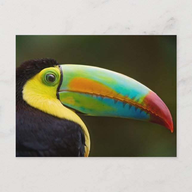 Profile of a Keel-billed Toucan Postcard (Front)