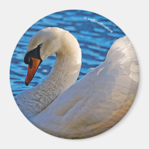 Profile of a Mute Swan Magnet