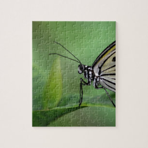 Profile of A paper kite butterfly Jigsaw Puzzle