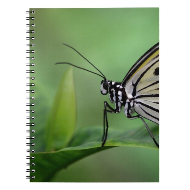 Profile of A paper kite Notebook (Front)