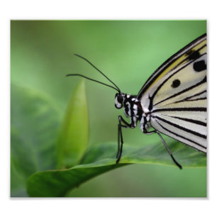 profile of a paper kite photo print