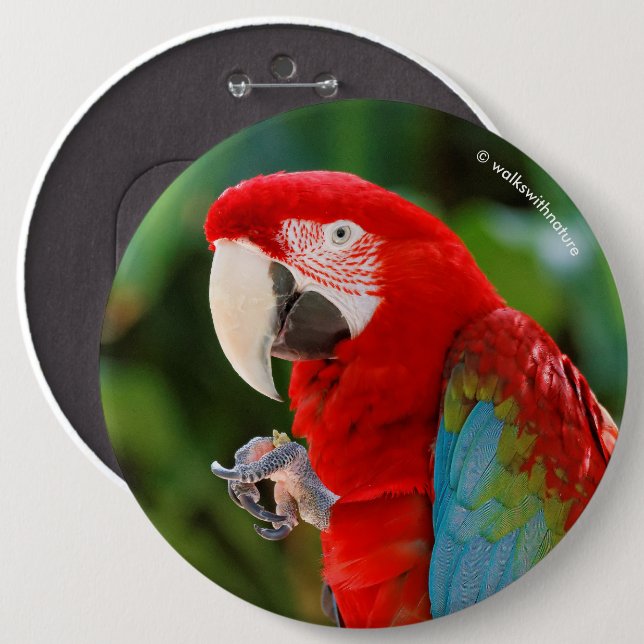 Profile of a Pretty Green-Winged Macaw 6 Cm Round Badge (Front & Back)