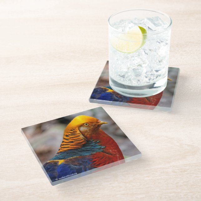 Profile of a Red Golden Pheasant Glass Coaster (Angled)