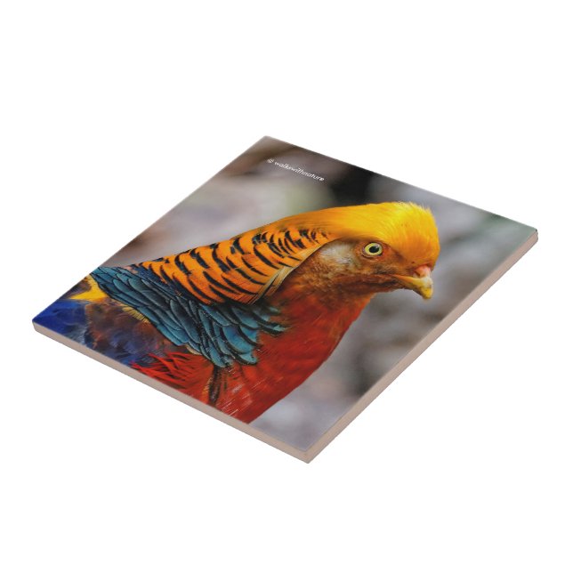 Profile of a Red Golden Pheasant Tile (Side)