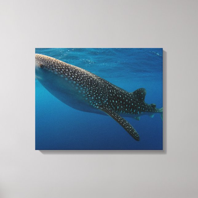 Profile of a whale shark, Indonesia Canvas Print (Front)