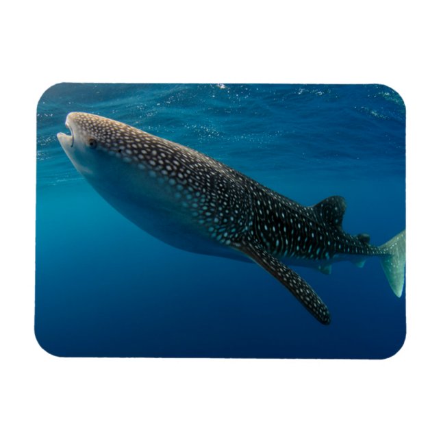 Profile of a whale shark, Indonesia Magnet (Horizontal)