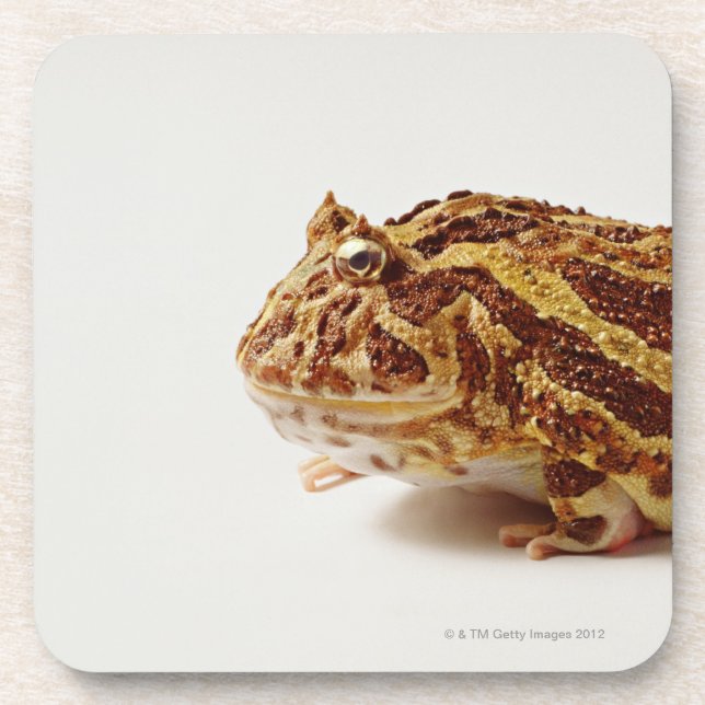 Profile of Argentine Horned Frog Coaster (Front)