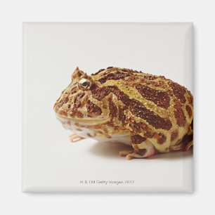 Profile of Argentine Horned Frog Magnet