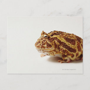 Profile of Argentine Horned Frog Postcard