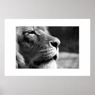 Profile of Lion Poster