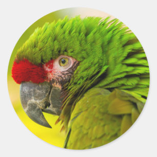 Profile of macaw at Santa Barbara Zoo Classic Round Sticker
