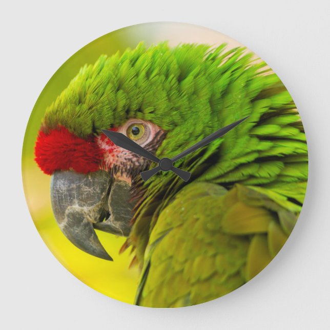 Profile of macaw at Santa Barbara Zoo Large Clock (Front)