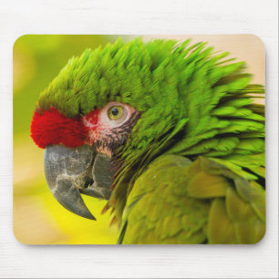 Profile of macaw at Santa Barbara Zoo Mouse Mat