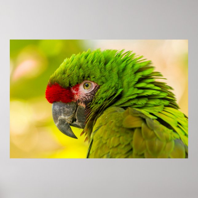 Profile of macaw at Santa Barbara Zoo Poster (Front)