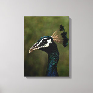 Profile of Peacock  Canvas Print