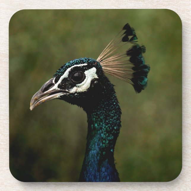 Profile of Peacock  Coaster (Front)