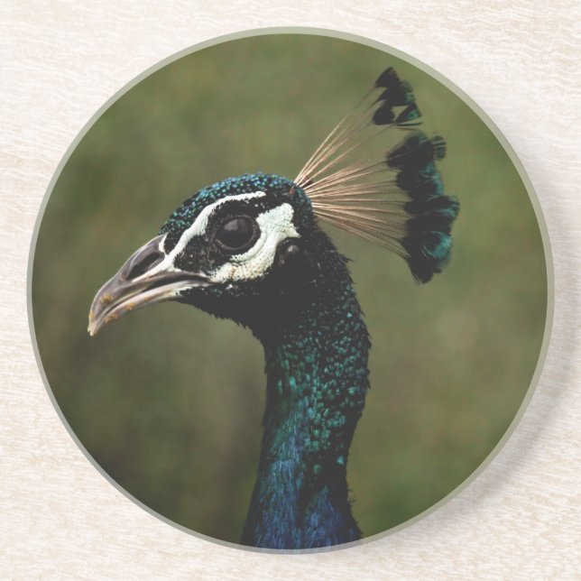 Profile of Peacock  Coaster (Front)