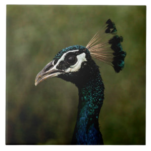 Profile of Peacock  Tile