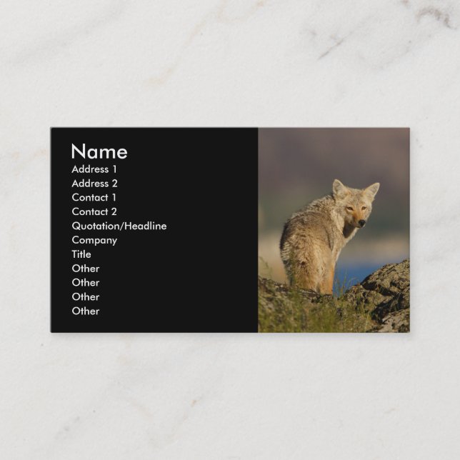 profile or business card, coyote card (Front)