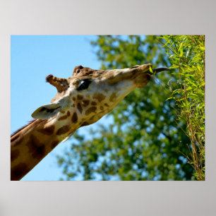Profile portrait of giraffe eating leaf holiday po poster