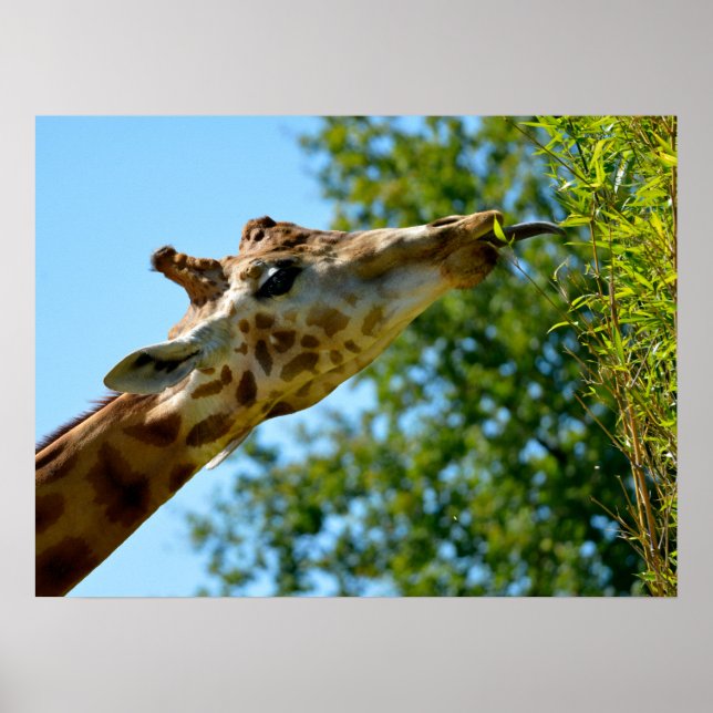 Profile portrait of giraffe eating leaf holiday po poster (Front)