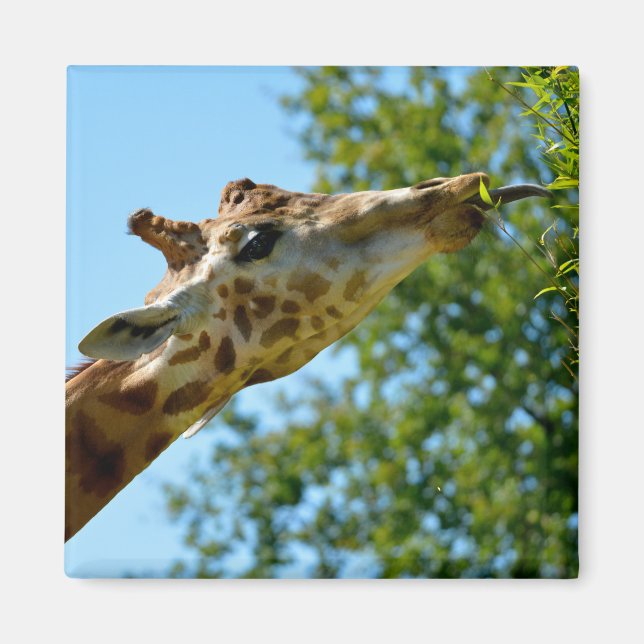 Profile portrait of giraffe eating leaf  magnet (Front)