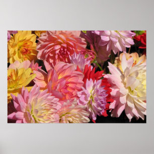 Profusion of Dahlias Poster