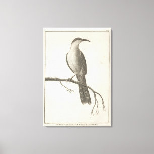 Promerops or Bee Eater of California Canvas Print