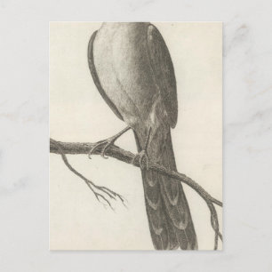 Promerops or Bee Eater of California Postcard