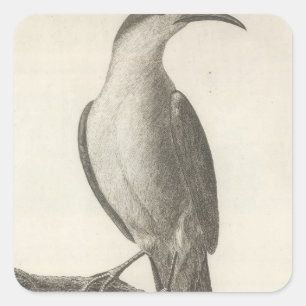 Promerops or Bee Eater of California Square Sticker