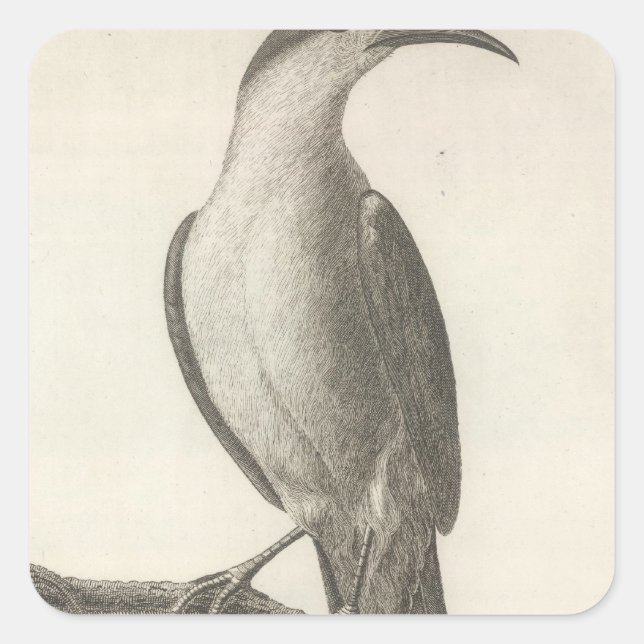 Promerops or Bee Eater of California Square Sticker (Front)