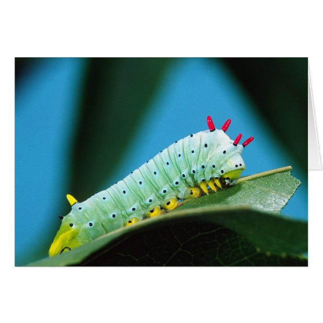 Prometheus Moth Caterpillar, Callosamia (Front Horizontal)