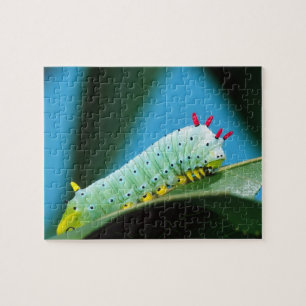 Prometheus Moth Caterpillar, Callosamia Jigsaw Puzzle