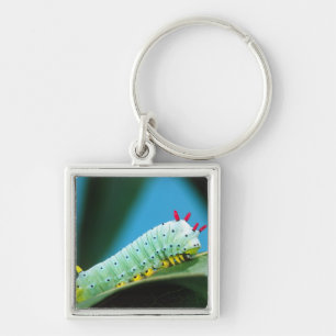 Prometheus Moth Caterpillar, Callosamia Key Ring