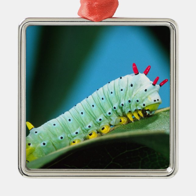 Prometheus Moth Caterpillar, Callosamia Metal Tree Decoration (Front)