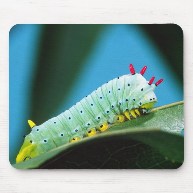 Prometheus Moth Caterpillar, Callosamia Mouse Mat (Front)