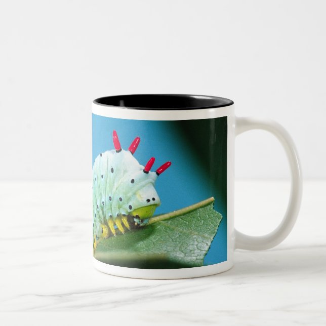 Prometheus Moth Caterpillar, Callosamia Two-Tone Coffee Mug (Right)