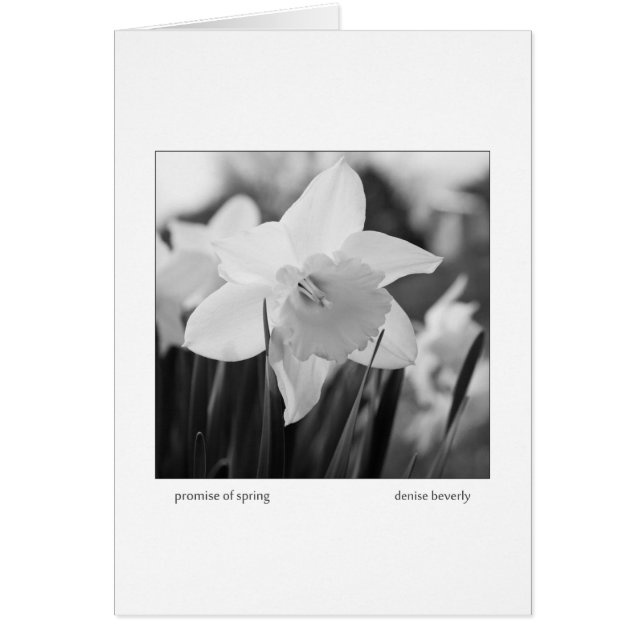 promise of spring daffodil jonquil black and white (Front)