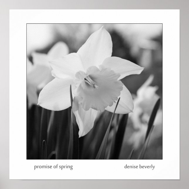 promise of spring daffodil jonquil black and white poster (Front)
