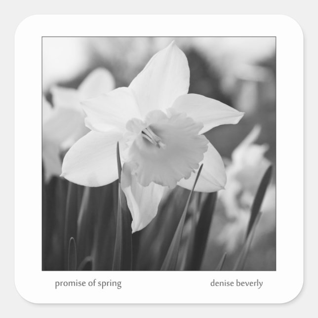 promise of spring daffodil jonquil black and white square sticker (Front)