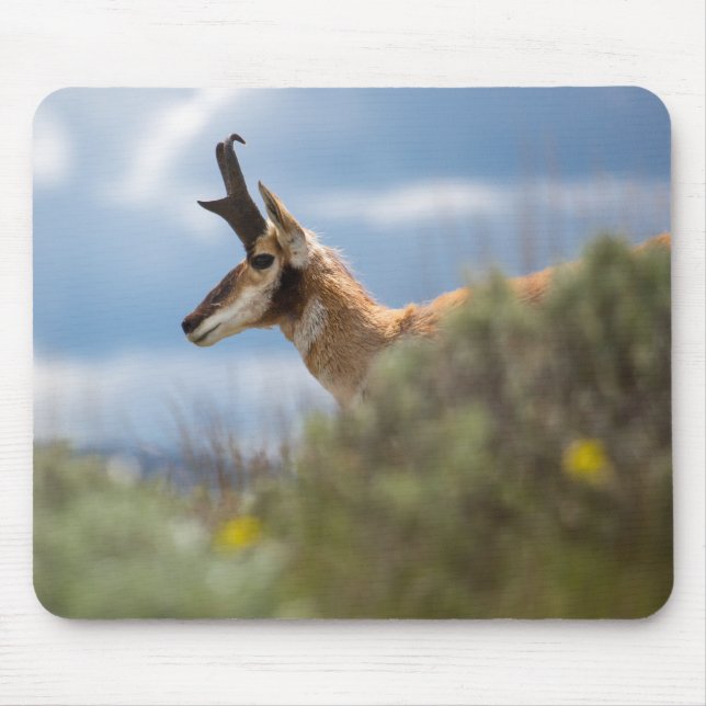 Prong Horn Antelope Mouse Mat (Front)