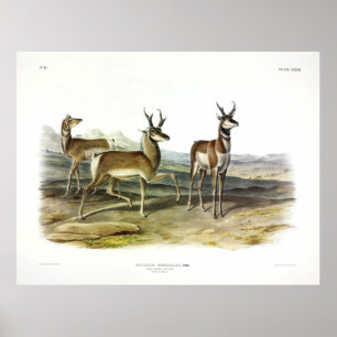 Prong-horned Antelope (Pronghorn) by Audubon Poster