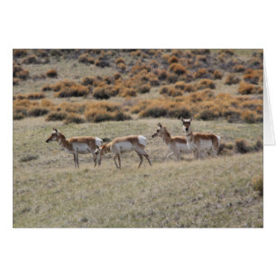Pronghorn Antelope